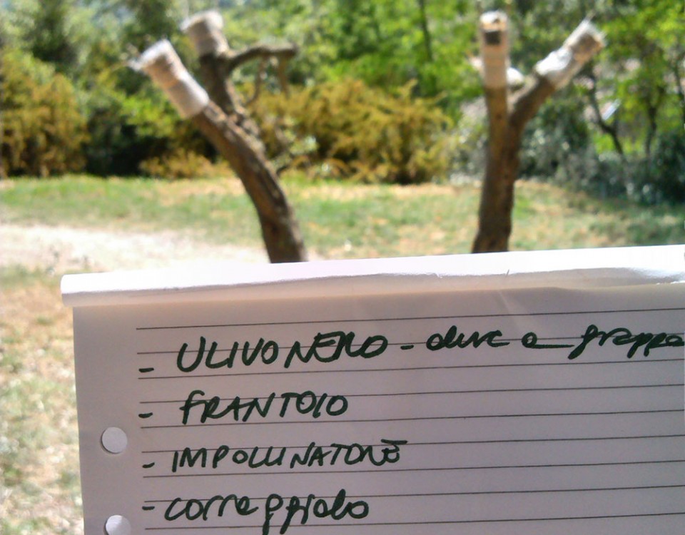 l'ulivo opera pubbloca